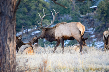 Colorado Elk