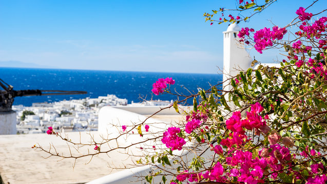 Blurry Panorama Of Mykonos Island And Close Up Of Pink Flowers On The Foreground