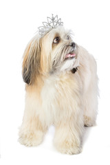 Lhassa Apso with crown