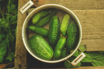 Летом во время сбора урожая. На даче в деревне выросли огурцы.