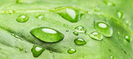 Close-up of a leaf and water drops