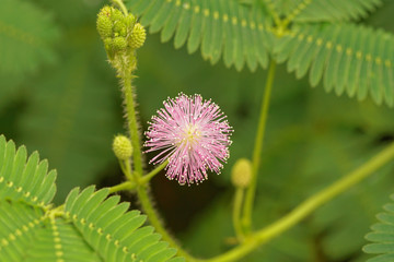 mimosenzweig mit einer lila blüte und grünen blütenknospen, makro
