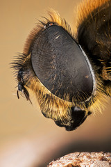 Focus Stacking - Hover-fly, Hoverfly, Fly, Flies