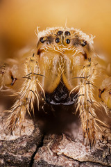 Focus Stacking - European Garden Spider, Diadem Spider, Cross Spider, Crowned Orb Weaver, Araneus diadematus