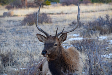 Colorado Elk
