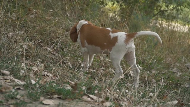 dog beagle in nature