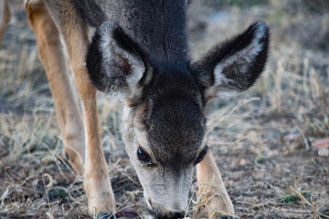Colorado Mule Deer