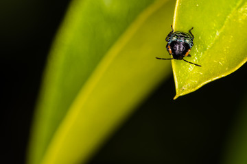 Young bug on a leaf