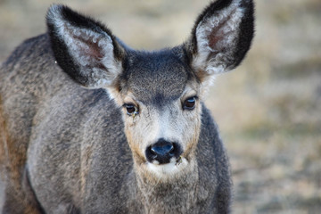 Colorado Mule Deer