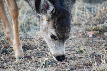 Colorado Mule Deer