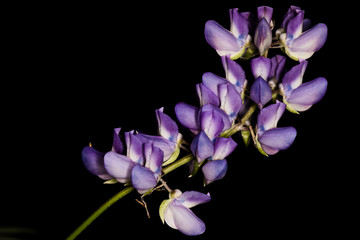 Fototapeta na wymiar Purple Flowers