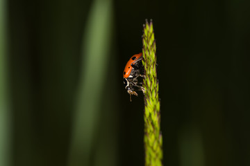 Ladybug in a field