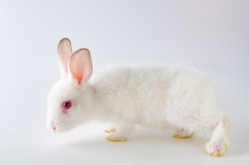 White rabbit in easter animal concept