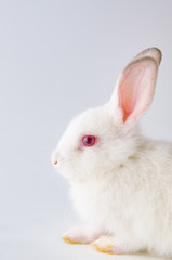 White rabbit in easter animal concept
