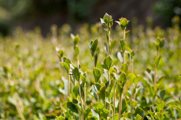 Obraz premium sunlight