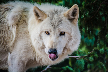 Obraz premium Wolf Sanctuary Colorado White Wolfs