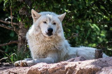 Obraz na płótnie Canvas Wolf Sanctuary Colorado White Wolfs