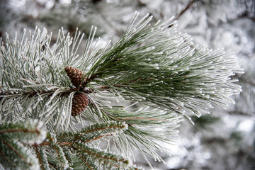 Naklejka na ściany i meble Cold winter day in forest, snowy frozen branches with pine cone close-up