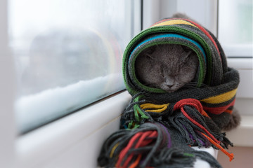 cat of Scottish British breed wrapped in a warm scarf looking out the window at the snow