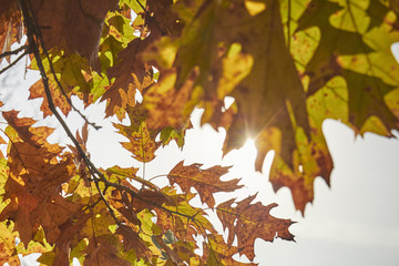 detail of an oak tree in fall, Amish Country, Lancaster County, Pennsylvania, USA