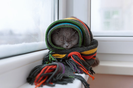 cat of Scottish British breed wrapped in a warm scarf looking out the window at the snow