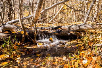 A stream rushes through aspen trees during the fall season in the Eastern Sierras.