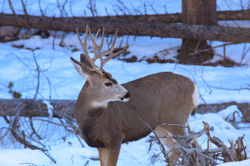 Deer in Colorado