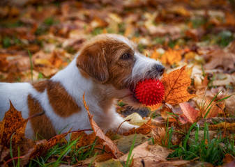 Cute puppy jack russell terrier with a red ball in his mouth in profile against a background of yellow maple leaves.