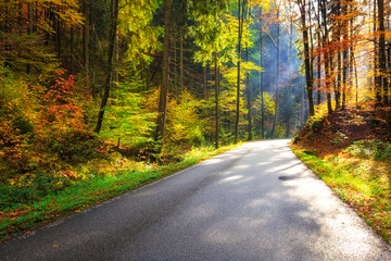 Fototapeta premium Forest road in autumn