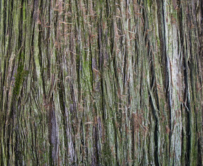 Obraz premium Tree bark texture