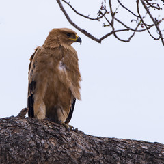 Tawny Eagle