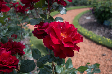 Fototapeta na wymiar Red rose flower garden