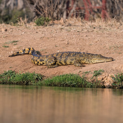 Crocodile (Jaci's Safari Lodge)