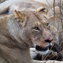 Mhangeni Pride Female Lion
