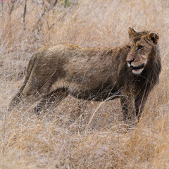 Naklejka premium Lion