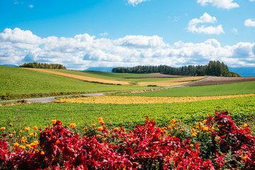 美瑛　丘の風景　拓進