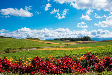 Fototapeta premium 美瑛 丘の風景 拓進