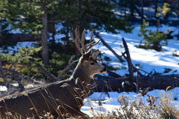 Buck in Colorado