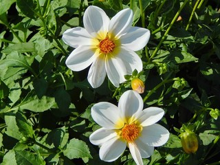 White camomile. Flower white daisy in the garden. Decorative white daisy. Photo.