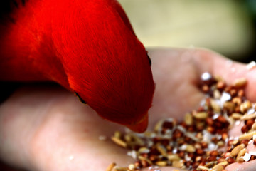 Hand Feeding King Parrot © Binikins