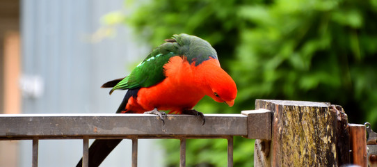 King Parrot on Fence © Binikins