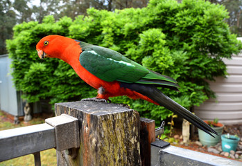 King Parrot on Fence © Binikins