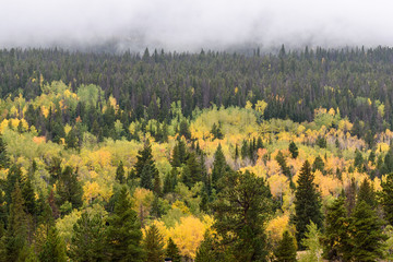 RMNP-Aspens&Pines1