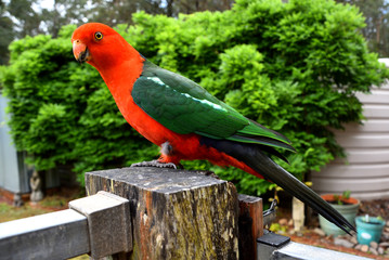 King Parrot on Fence © Binikins
