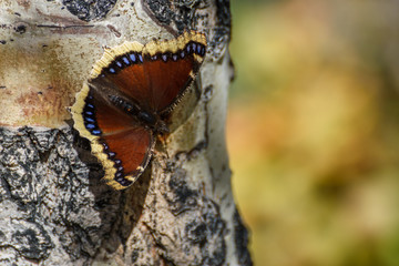 RMNP-ColoradoButterfly2