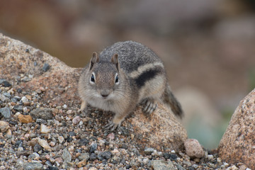 RMNP-Chipmunk4