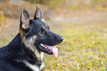 Working black and tan German Shepherd