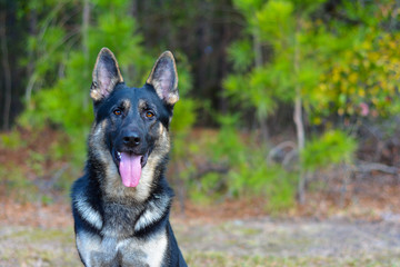 Working black and tan German Shepherd