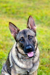 Sable German Shepherd sitting on very bright green grass doing a headtilt 