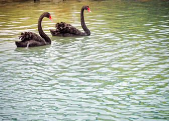 Two beautiful black swans float on the pond, Space for place your text.
